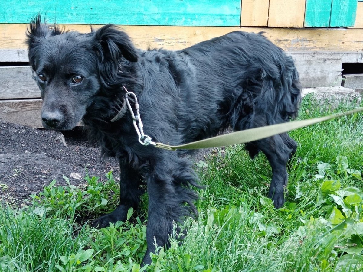 Метис спаниеля и Джек Рассела