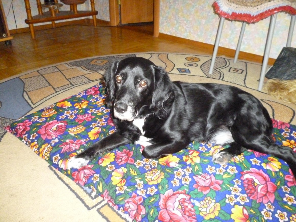 Лабрадор ретривер метис датского дога.