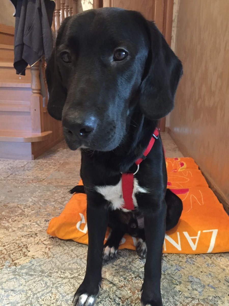 Кокер спаниель и ретривер