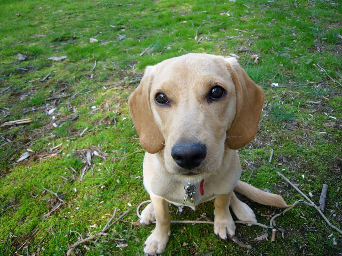 Метисы лабрадор с дворянином