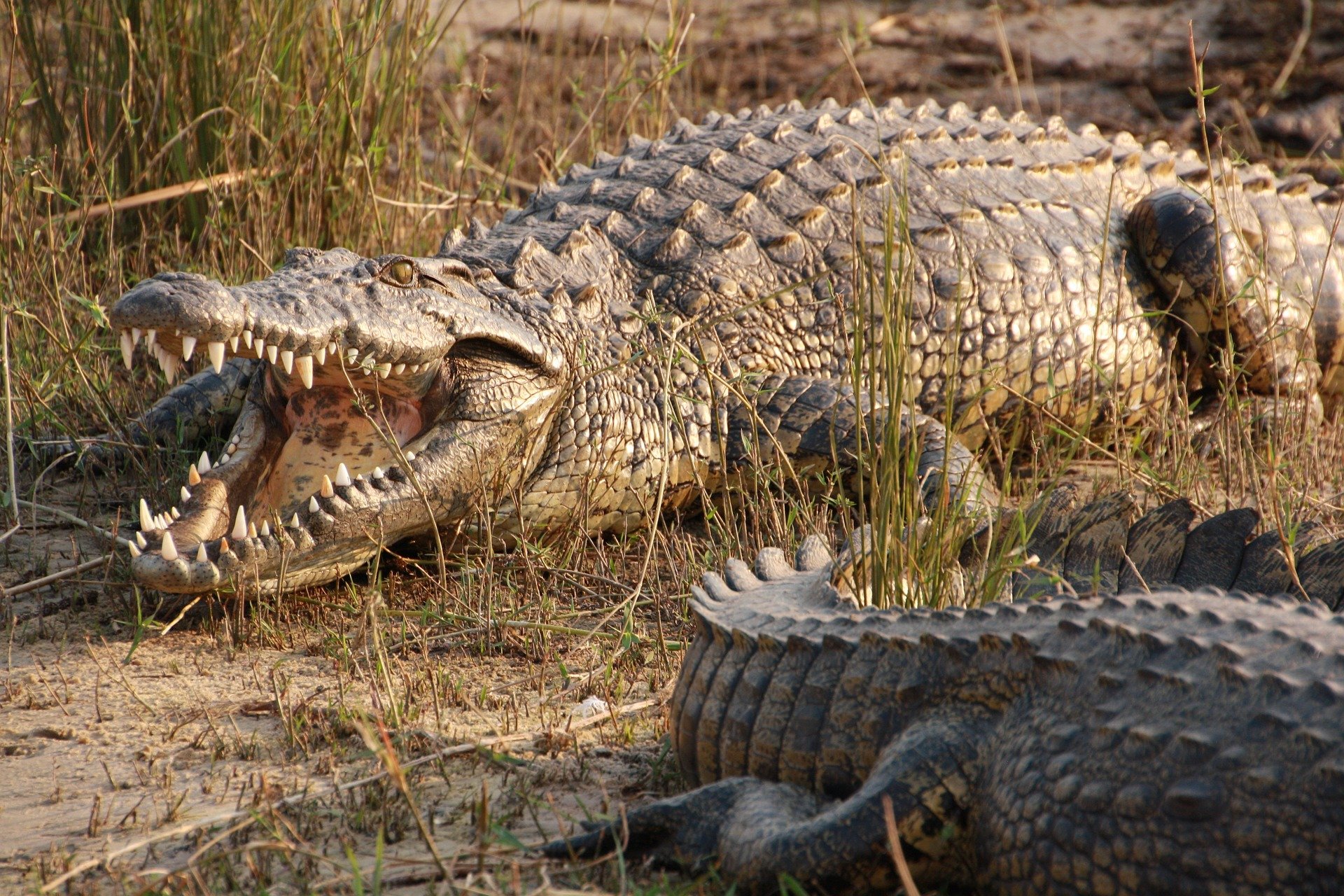 Крокодил самый опасный хищник. Нильский крокодил людоед.