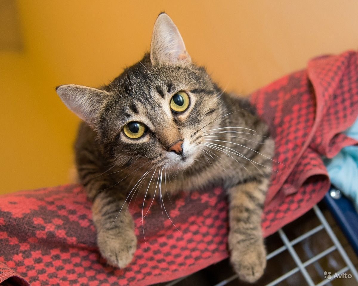 Молодые коты