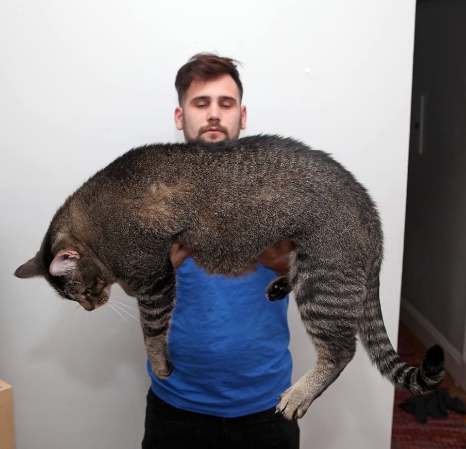 Как понять чего хочет кошка