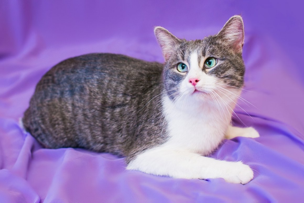 Животные на птичьем рынке