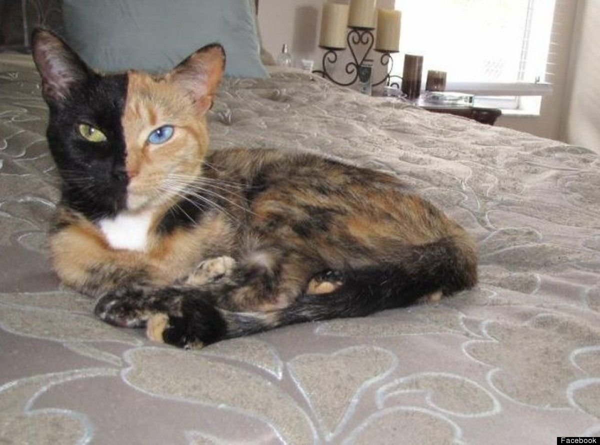 Кошки гиганты