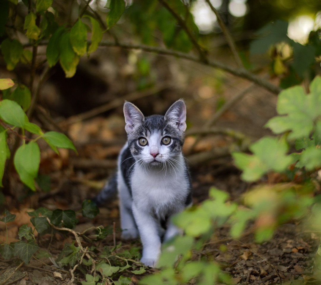 Дворовые кошки