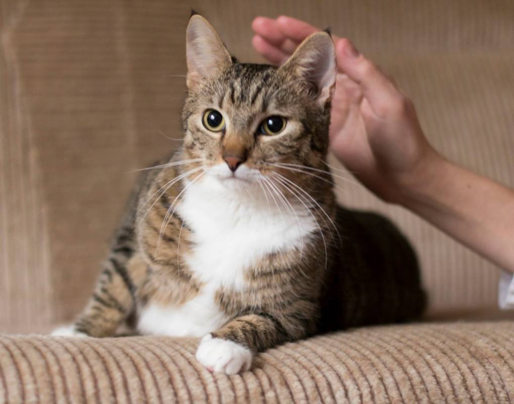 Короткошерстные беспородные кошки