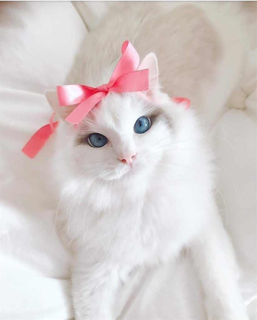 Деревенский кот