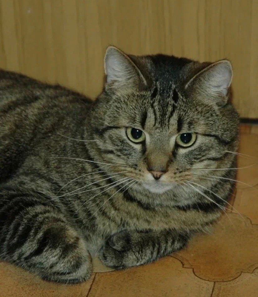 Британский короткошерстный кот полосатый