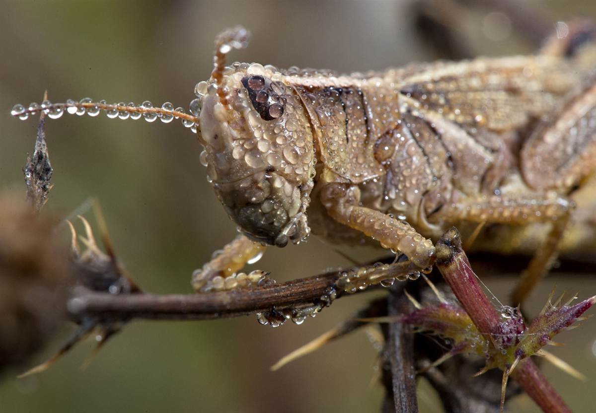 Ядовитые Кузнечики фото