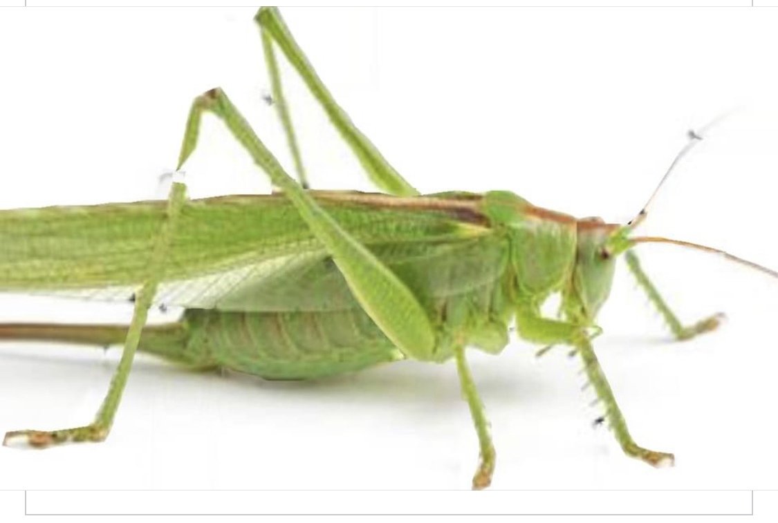 Кузнечик картинка на белом фоне