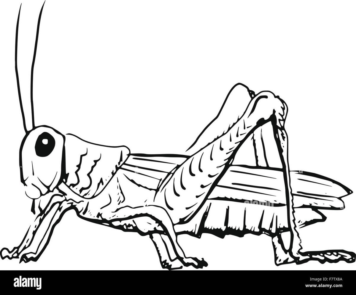 Кузнечик чб