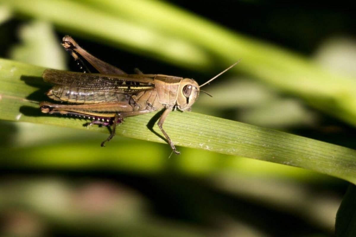 Сверчок садовый