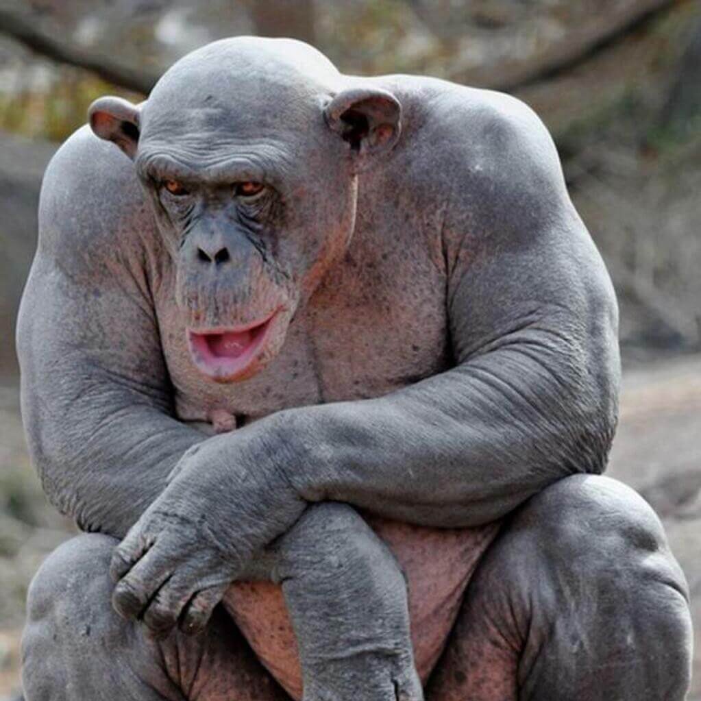 Горилла без шерсти