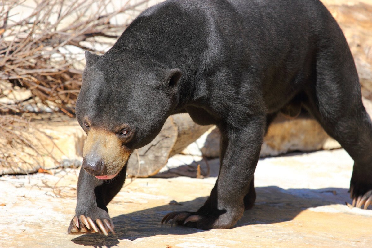 Полностью лысый медведь