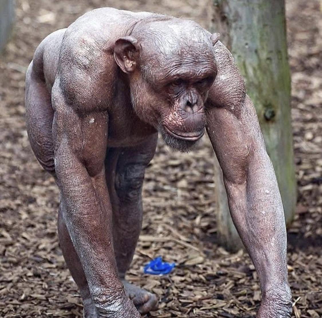 У белого медведя черная кожа