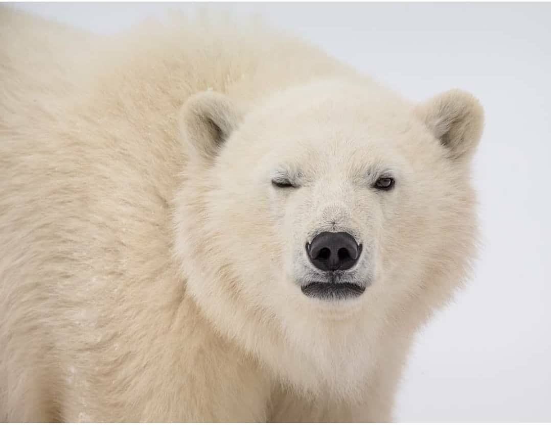 Лысый Гималайский медведь