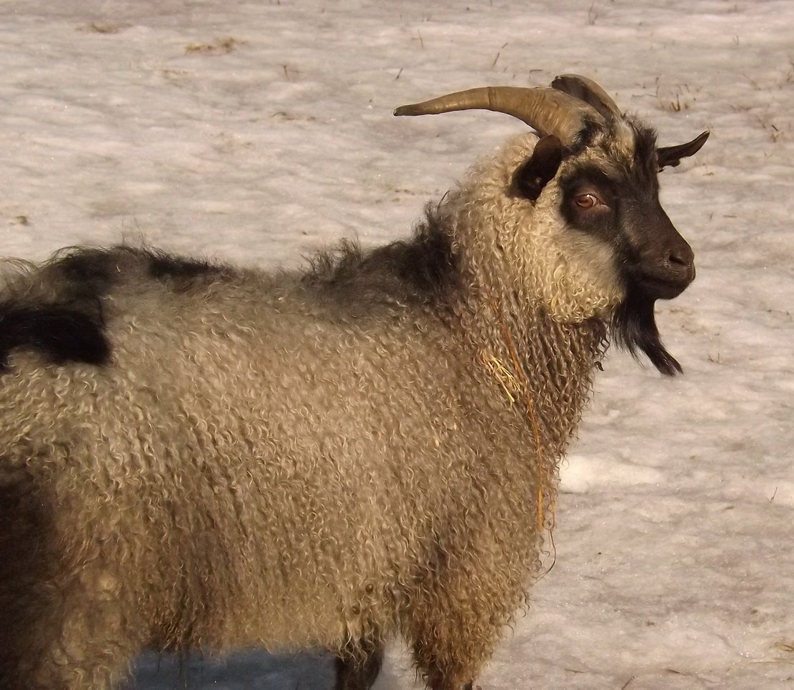 Купить алтайских овец. Придонская порода коз. Горноалтайская порода коз. Оренбургская пуховая коза. Придонская пуховая коза.
