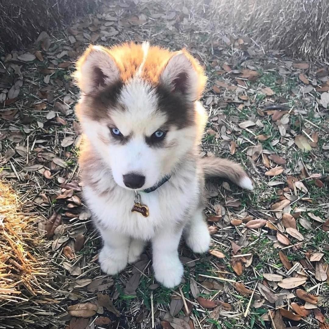 Пойнтер и далматинец