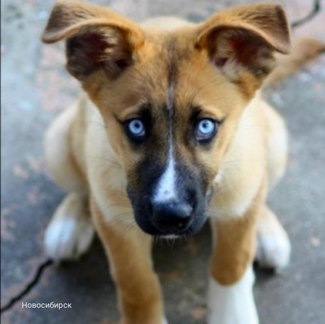 Метис порода собак