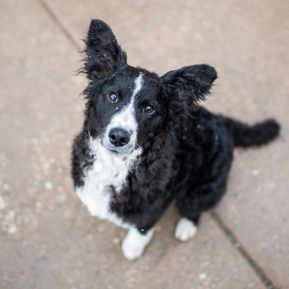 Собаки лицо фирмы