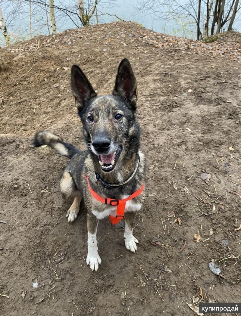 Порода дворняжка щенки