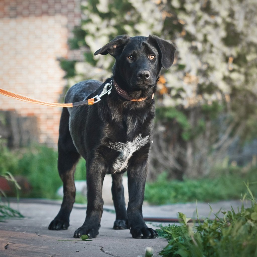 Метис корги и хаски