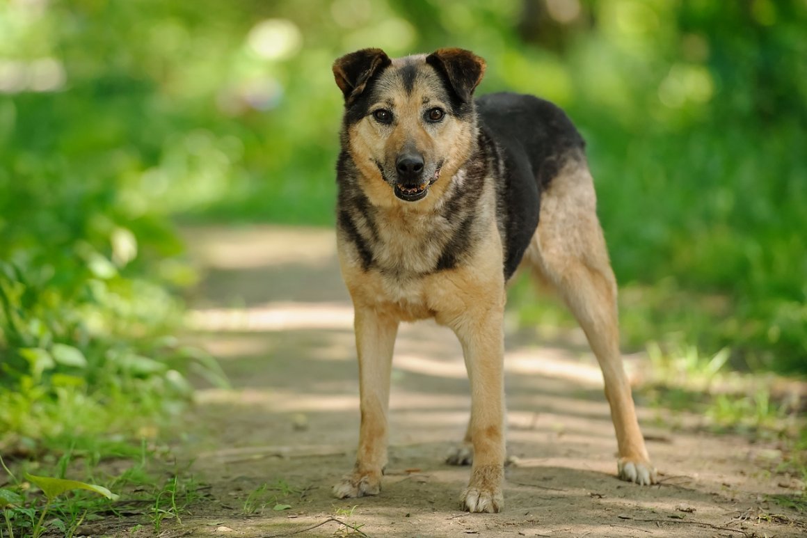 Смесь бордер колли и спаниеля