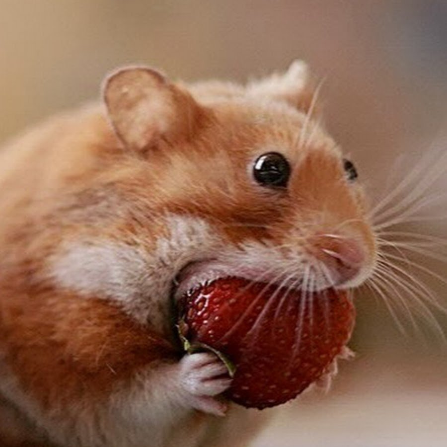 Забавные морские свинки