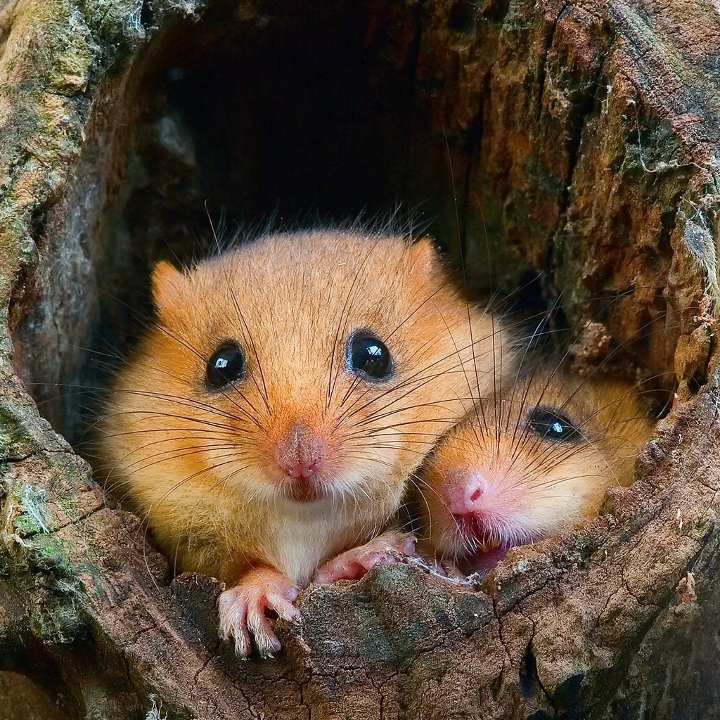 Хомяки в естественной среде