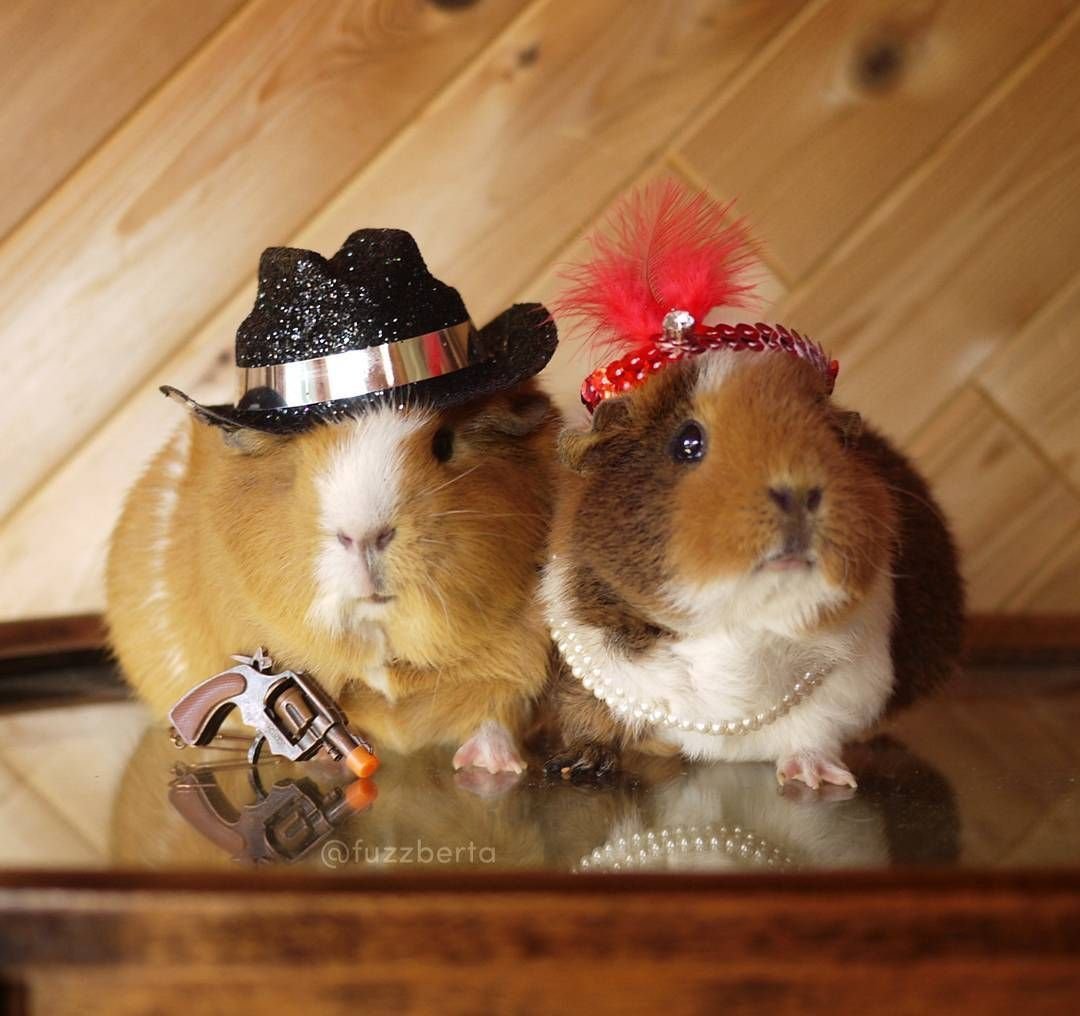 Хомяк с большими щеками