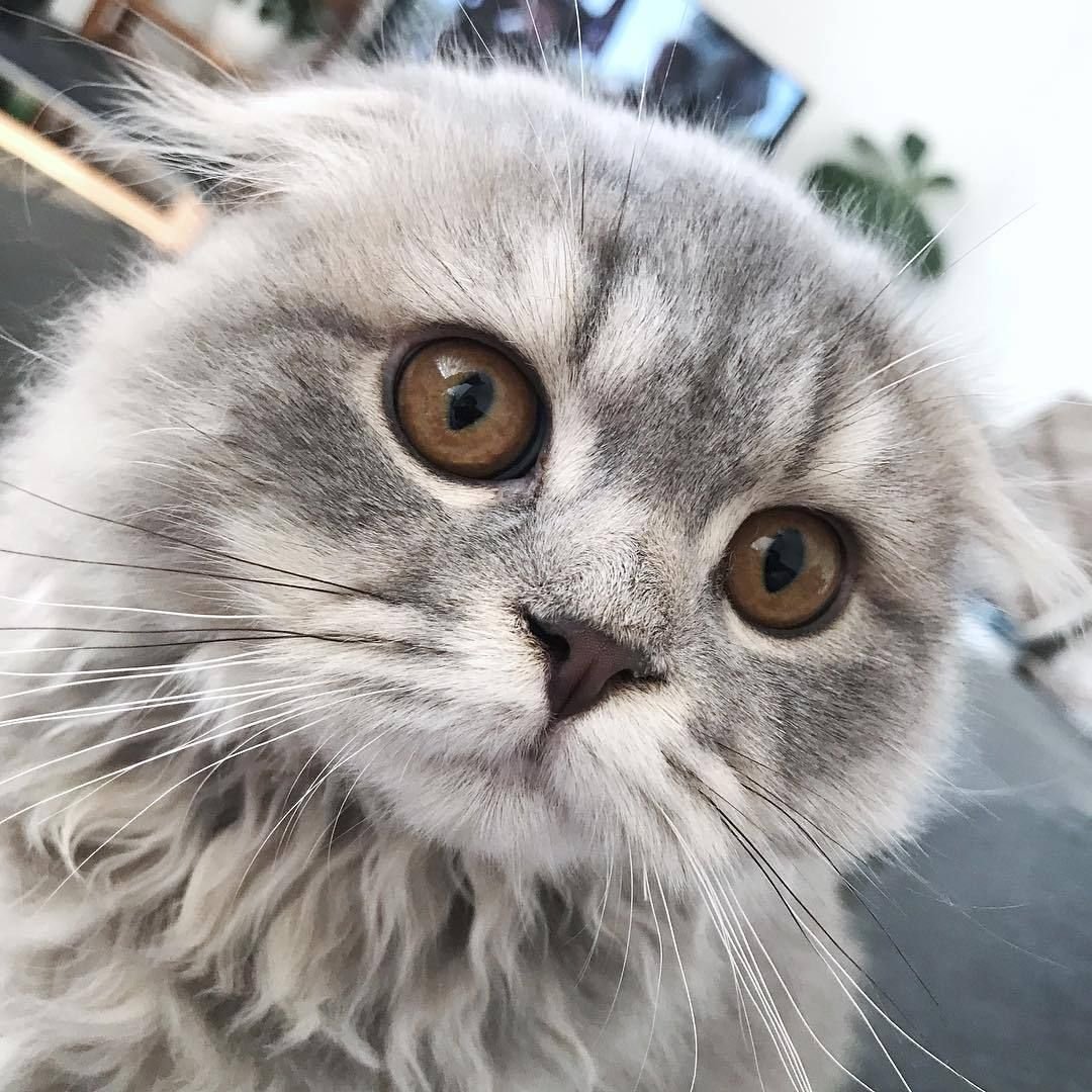 Колченогая кошка