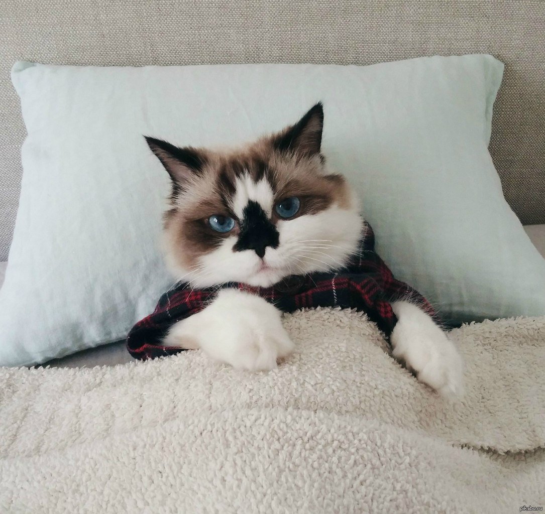 Котик собачка гачи