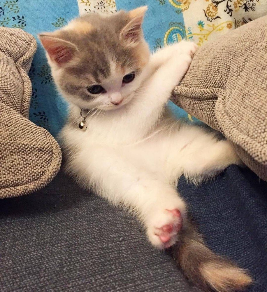 Милые котики