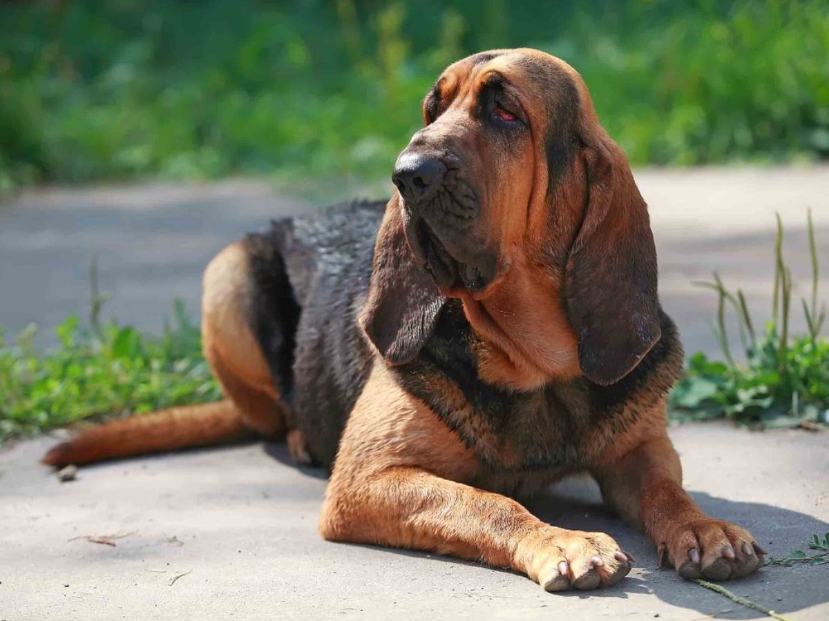 Бассет хаунд гончая