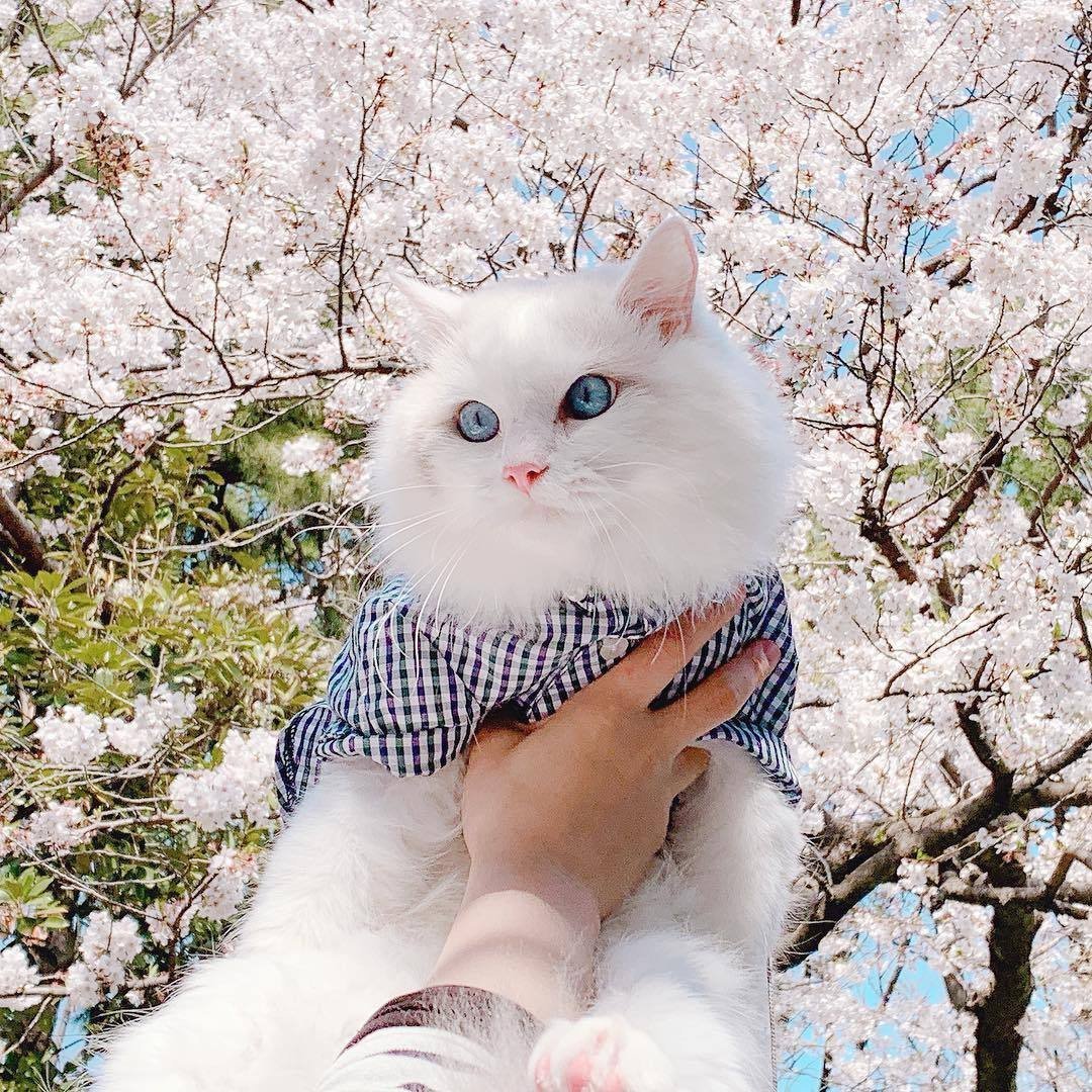 Эстетичный кот