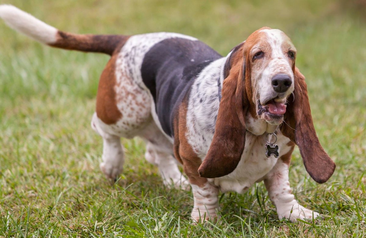 Порода собак Бассет