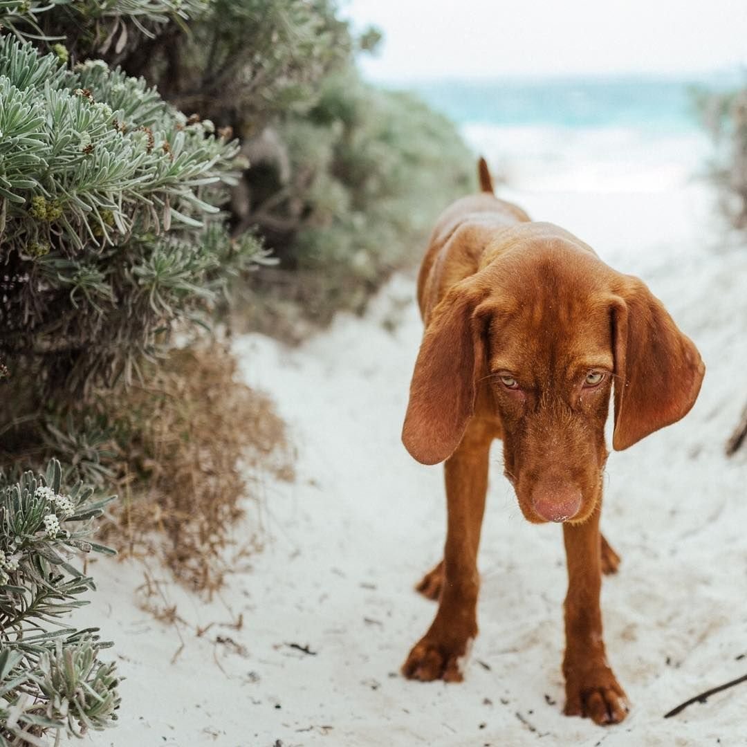 Бассет хаунд гончая