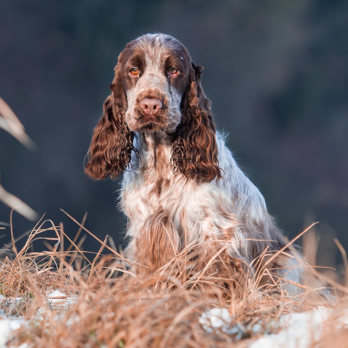 Венгерская выжла щенки
