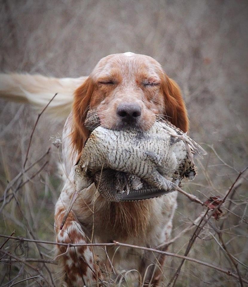 Бассет биколор