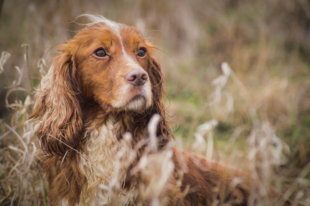Бассет-хаунд щенок