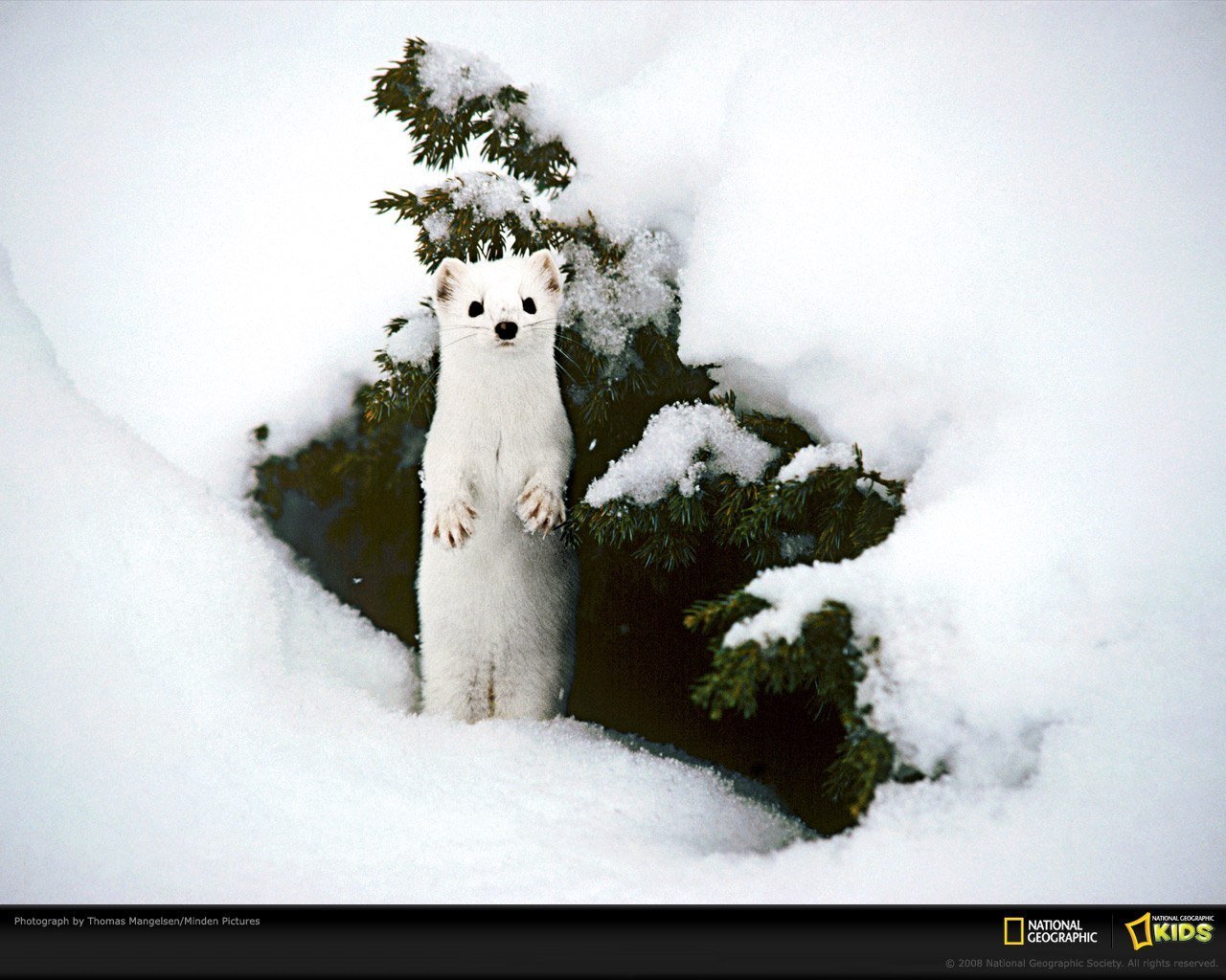 Днем горностая трудно увидеть в зимнее время. Ласка зверек в снегу. Горностай. Горностай зимой. Горностай в снегу.