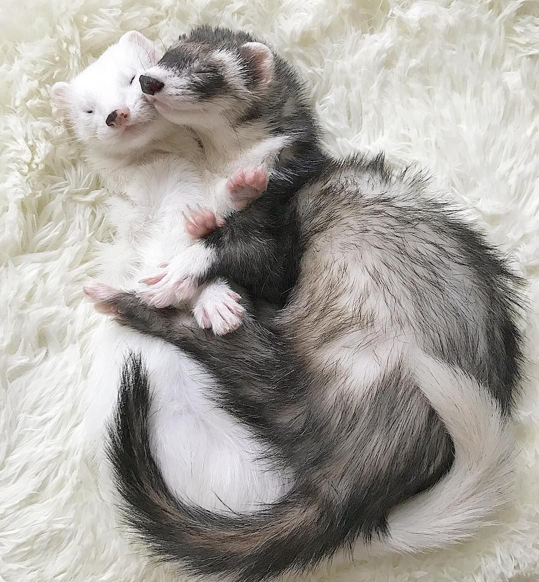 Хорек ласка куница норка