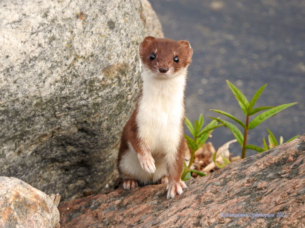 Ласка норка хорёк горностай
