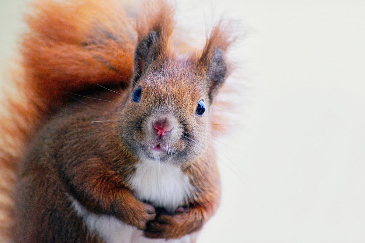 Шерсть белки