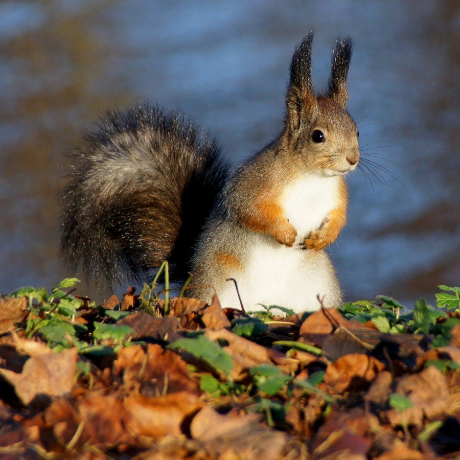 Восточно Сибирская белка
