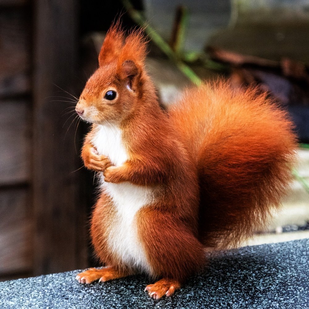 Белка Векша