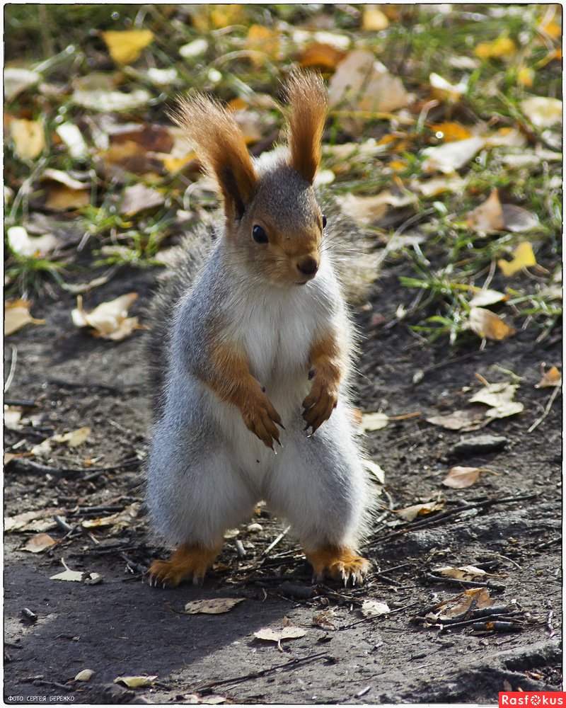 Животные Омской области