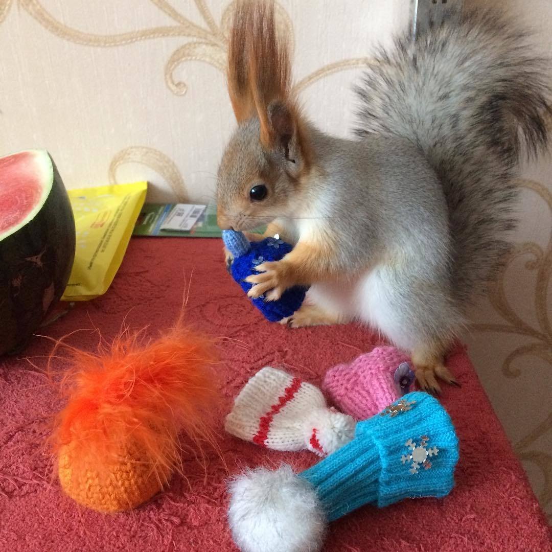 Декоративные белочки домашние