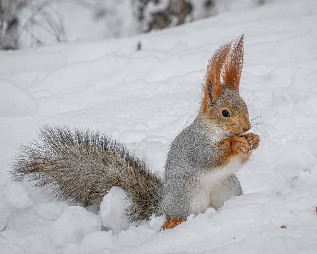 Белка зимой красиво